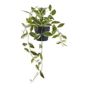 Umelá rastlina (výška  33 cm) Hoya Carnosa – House Nordic