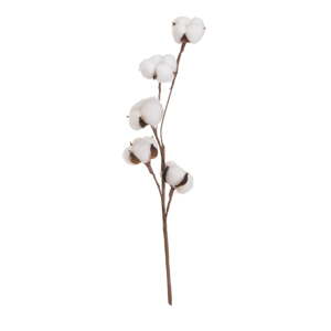 Sušená rastlina (výška  55 cm) Cotton – Casa Selección