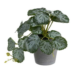 Umelá rastlina (výška  21,5 cm) Saxifraga – Ixia